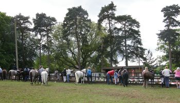 The Netley Hall Country & Equestrian Show